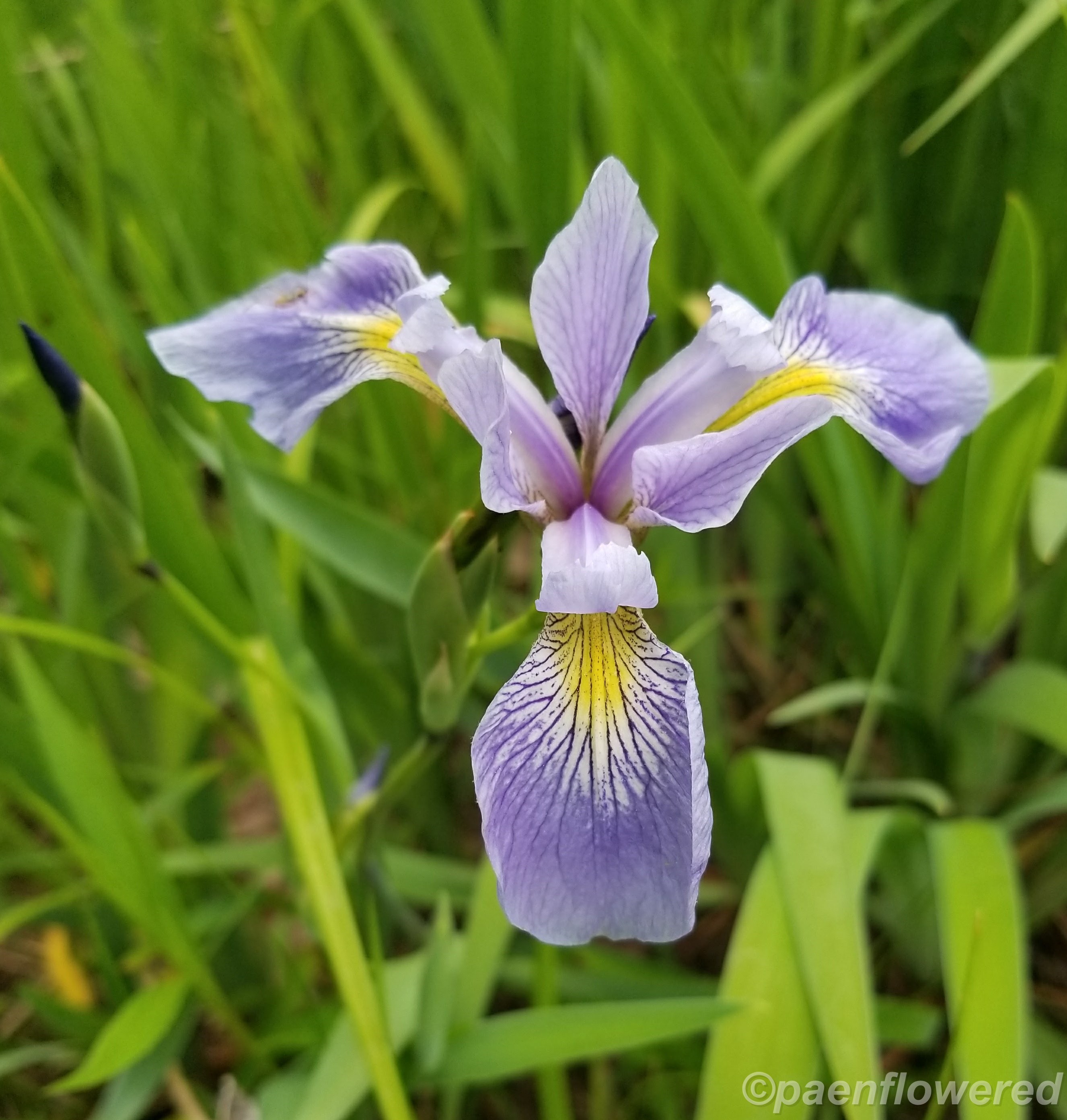 Northern Blueflag