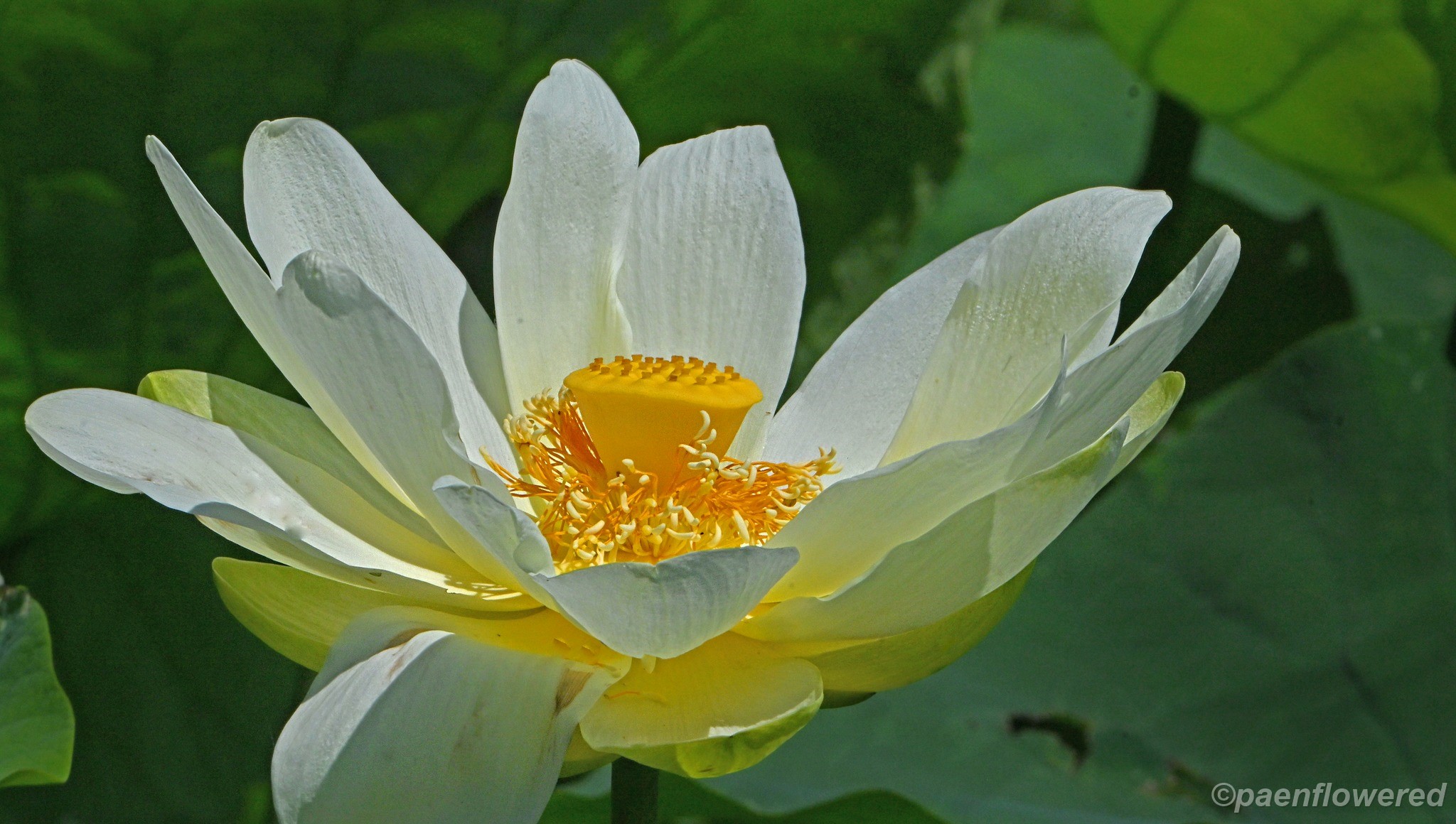 American Lotus flower
