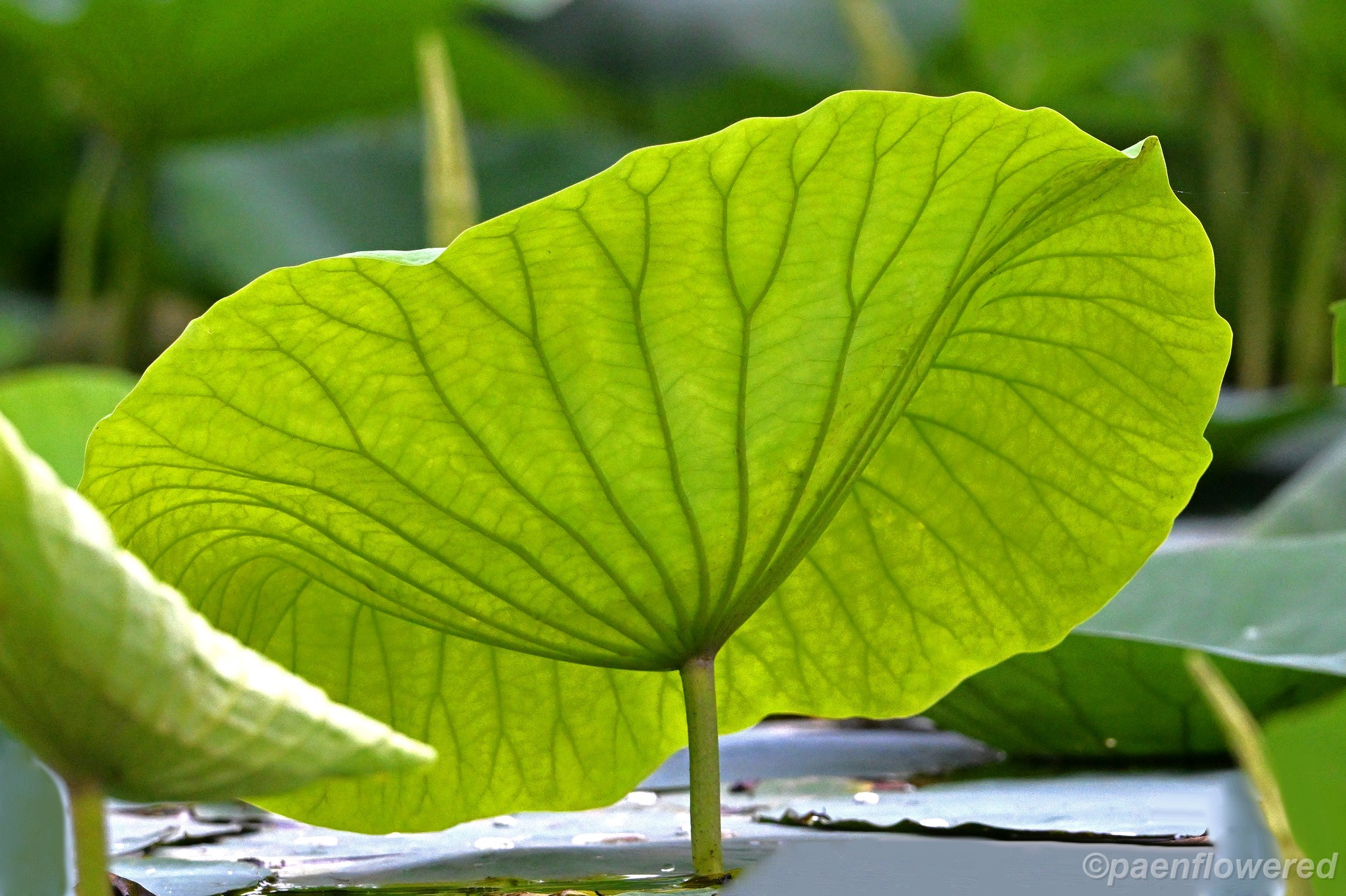 American Lotus leaf underside