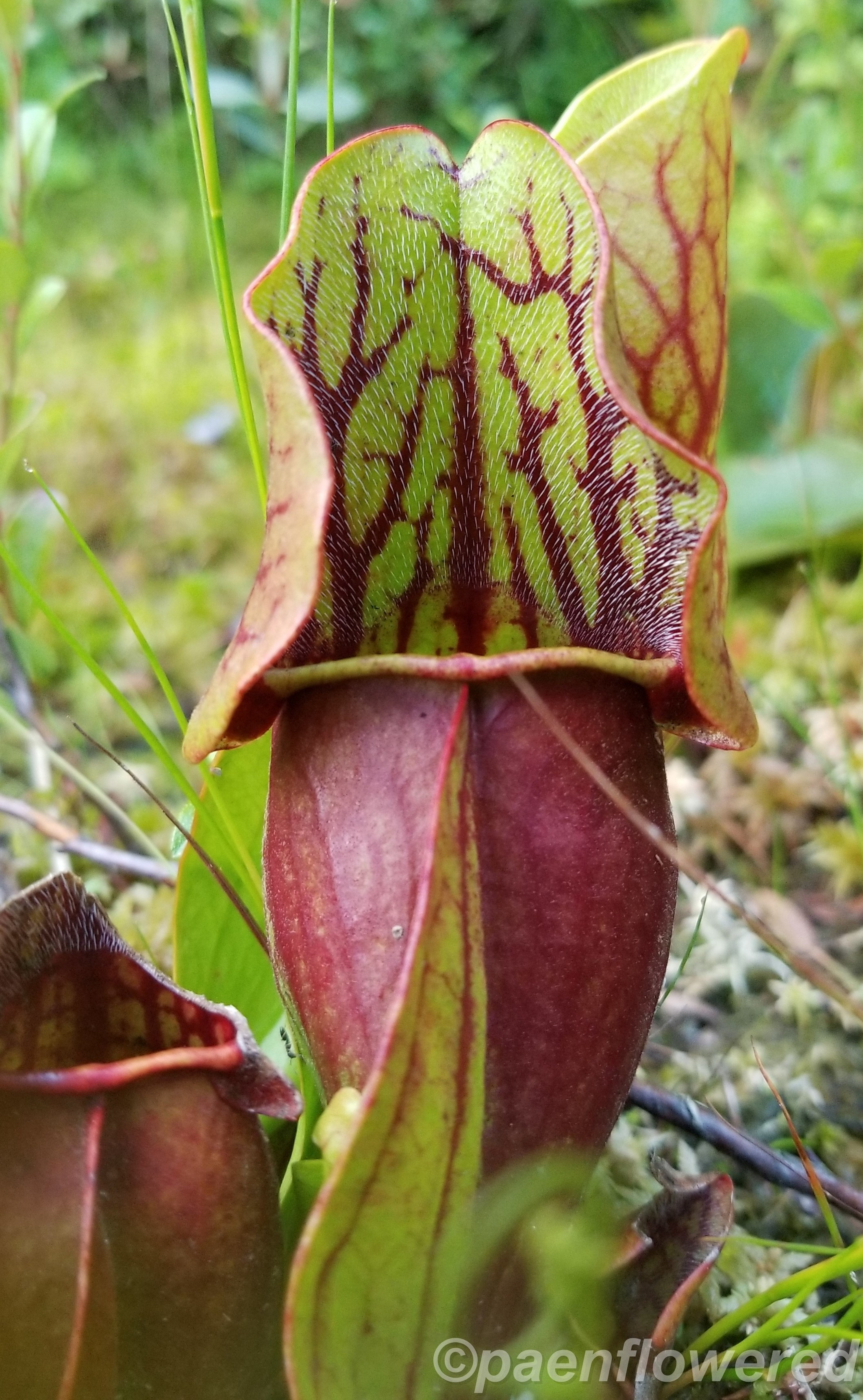 Pitcherplant