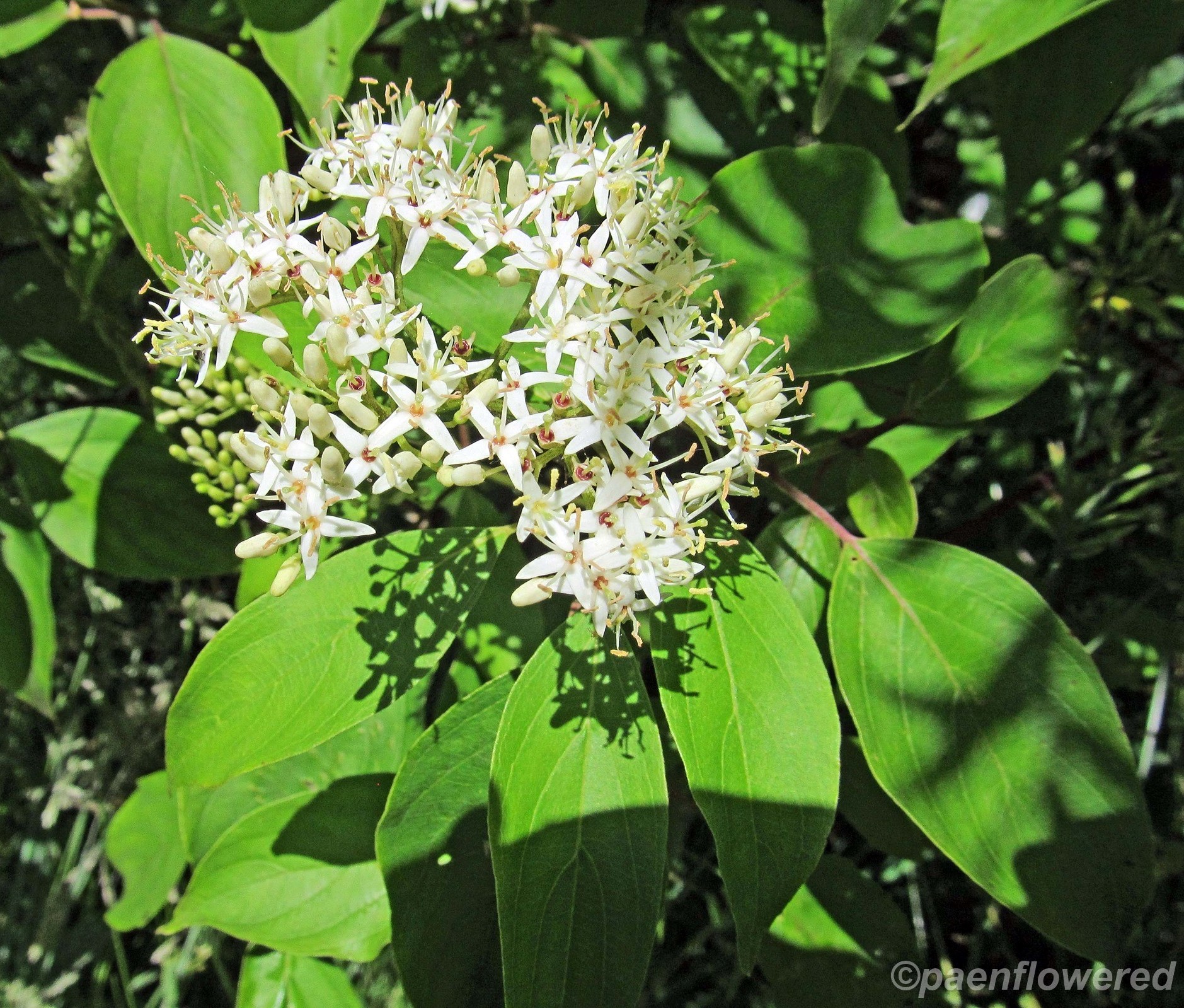 Red osier