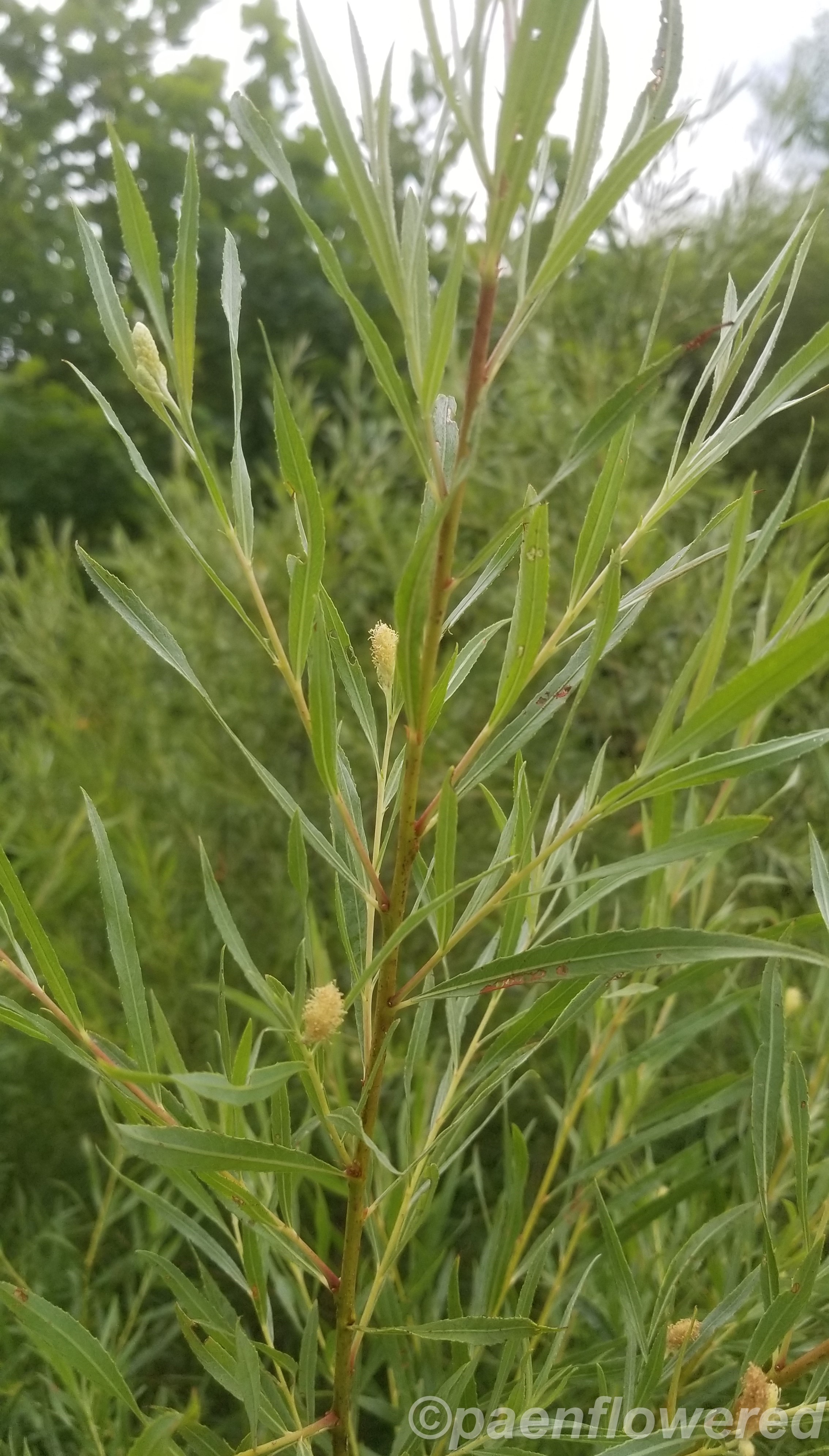 Young Black Willow