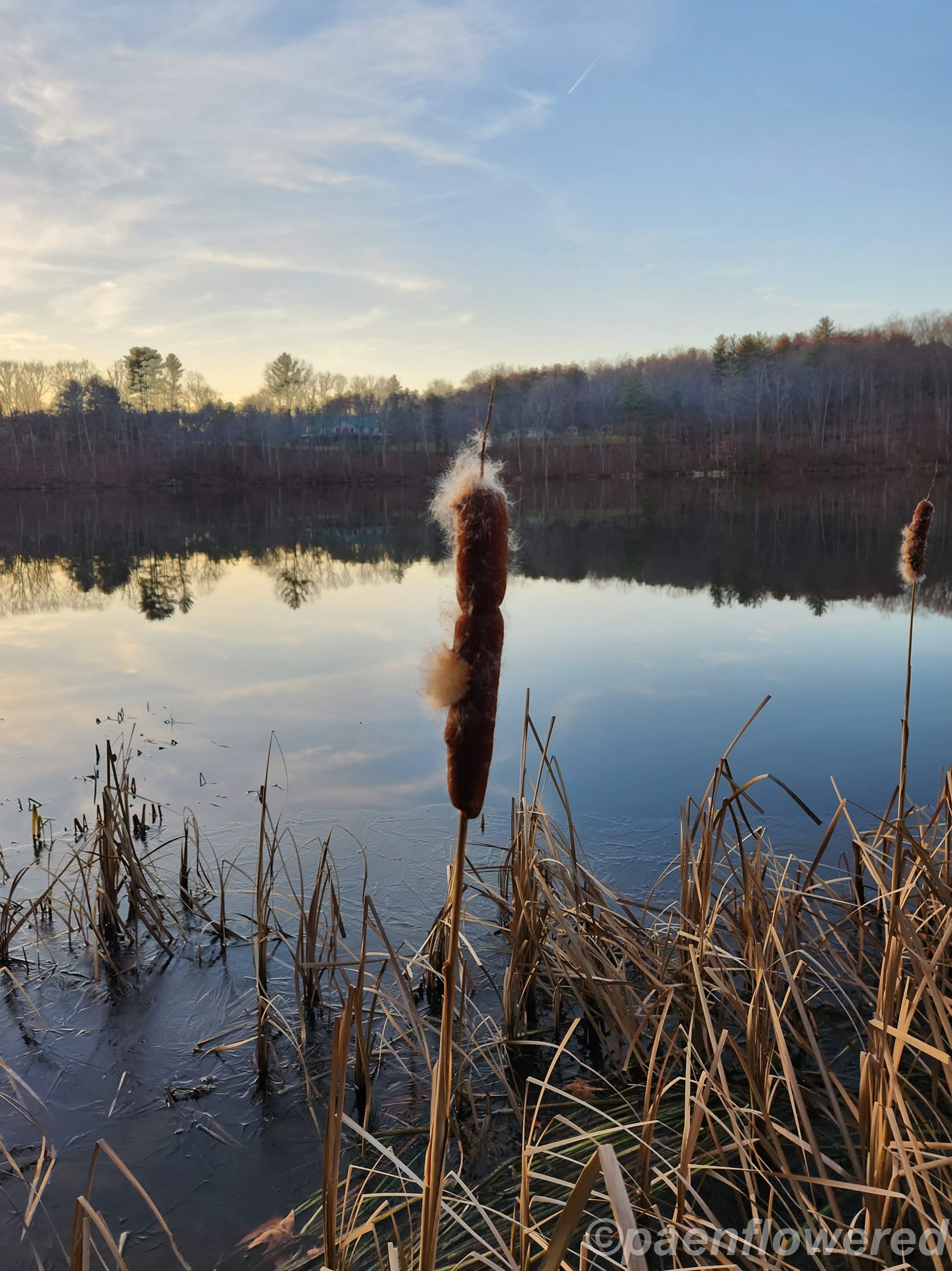 Common cattail