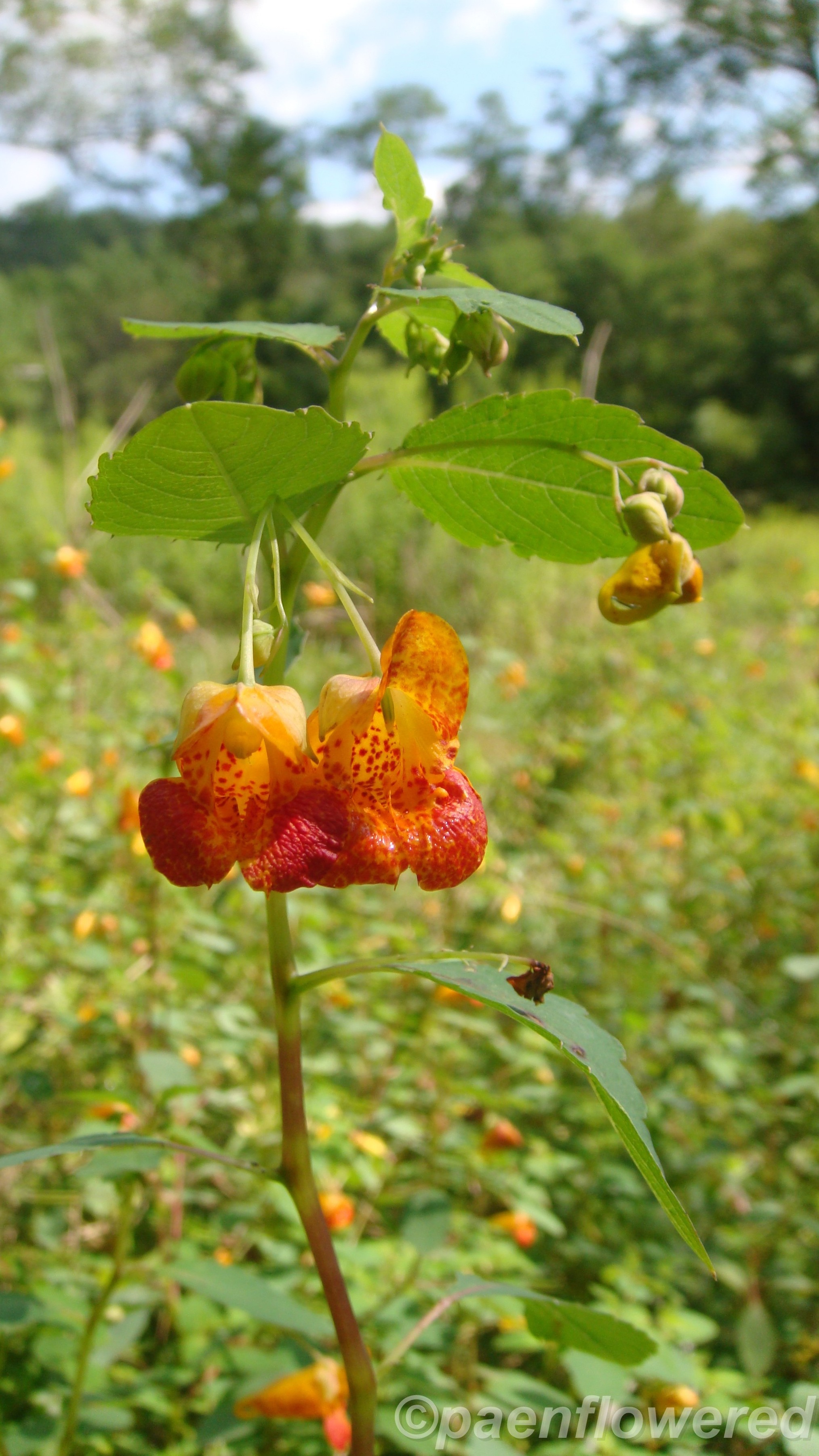 Pitcherplant