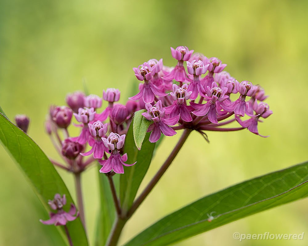 Milkweed