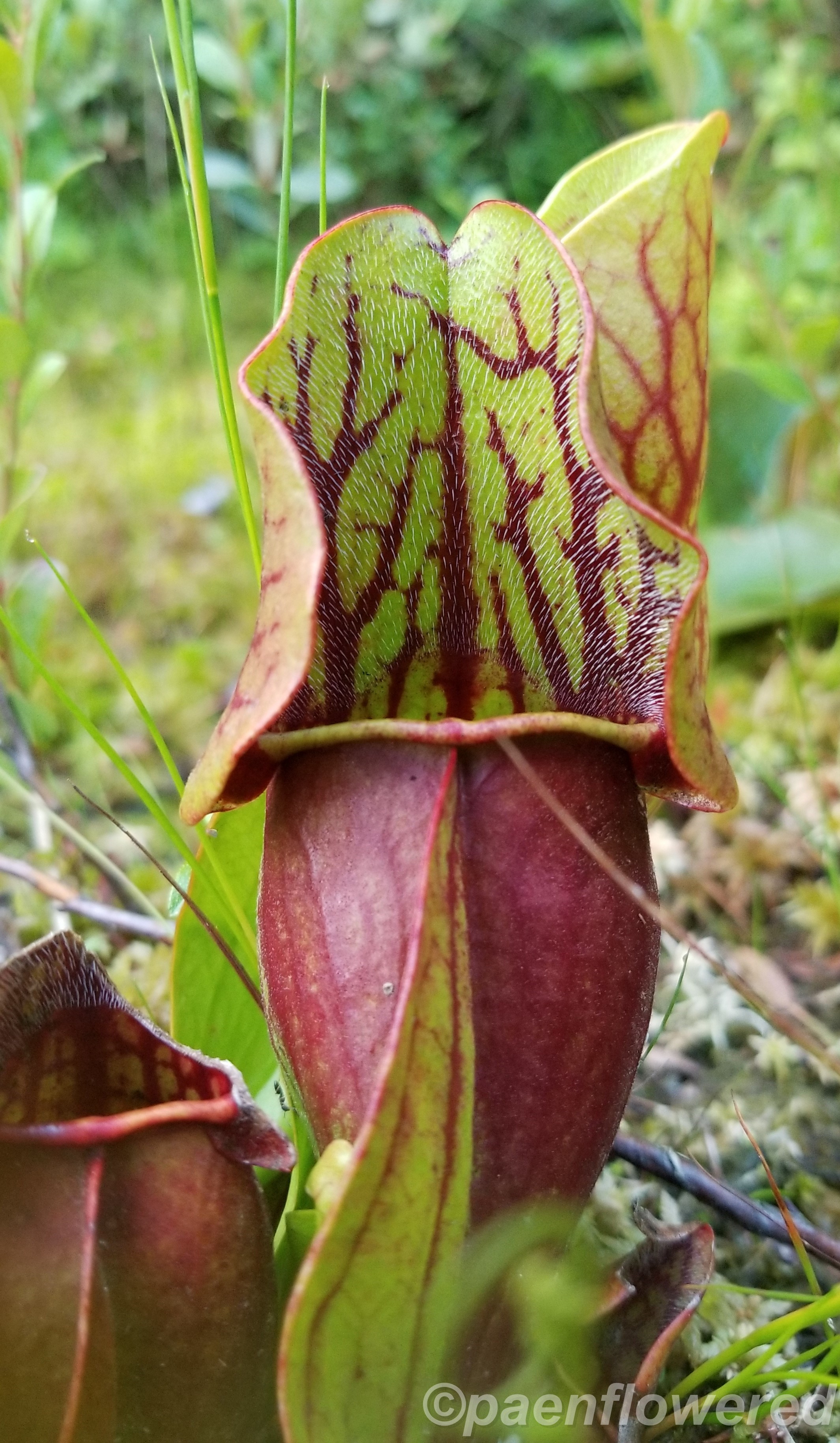 Pitcherplant