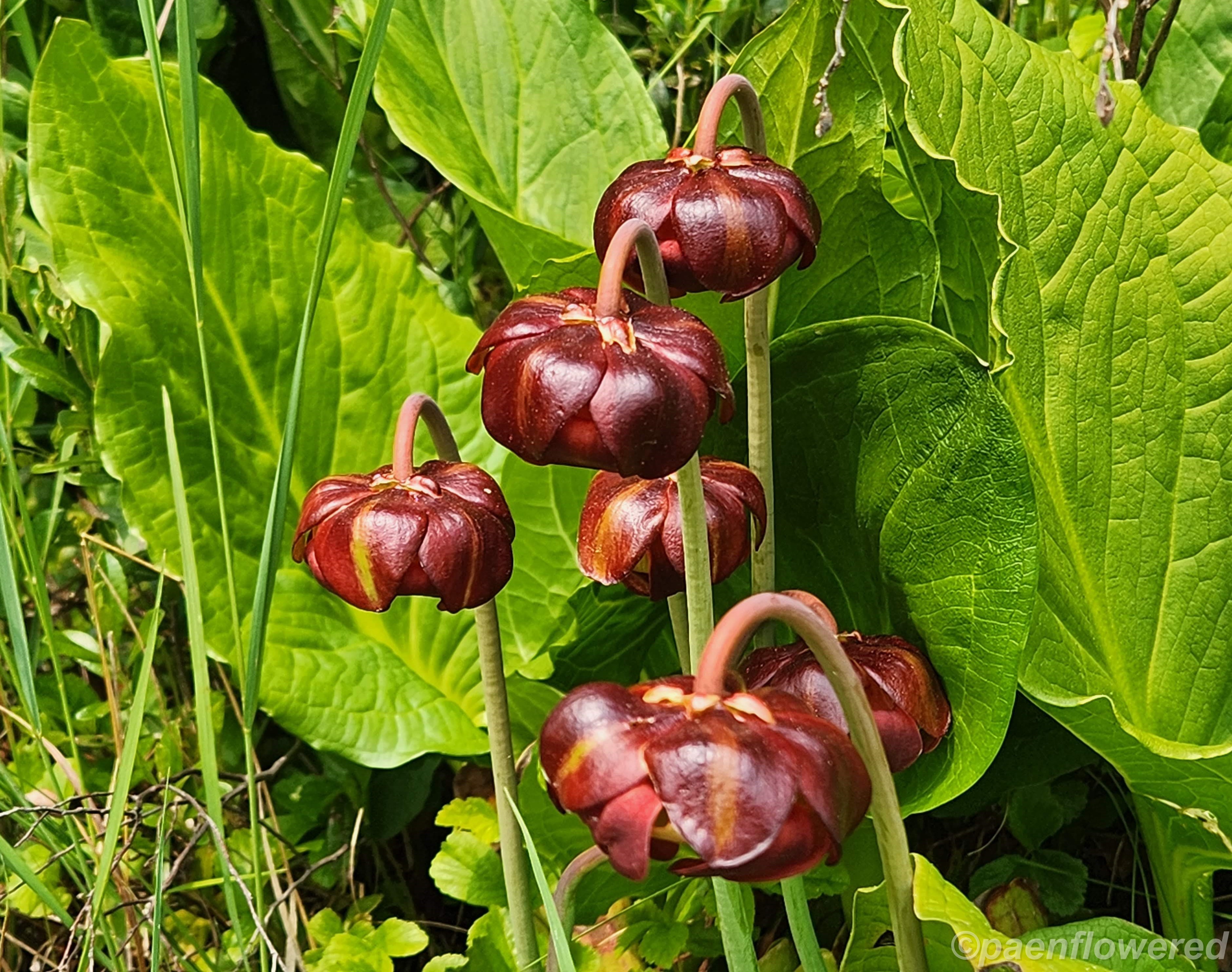 Pitcherplant