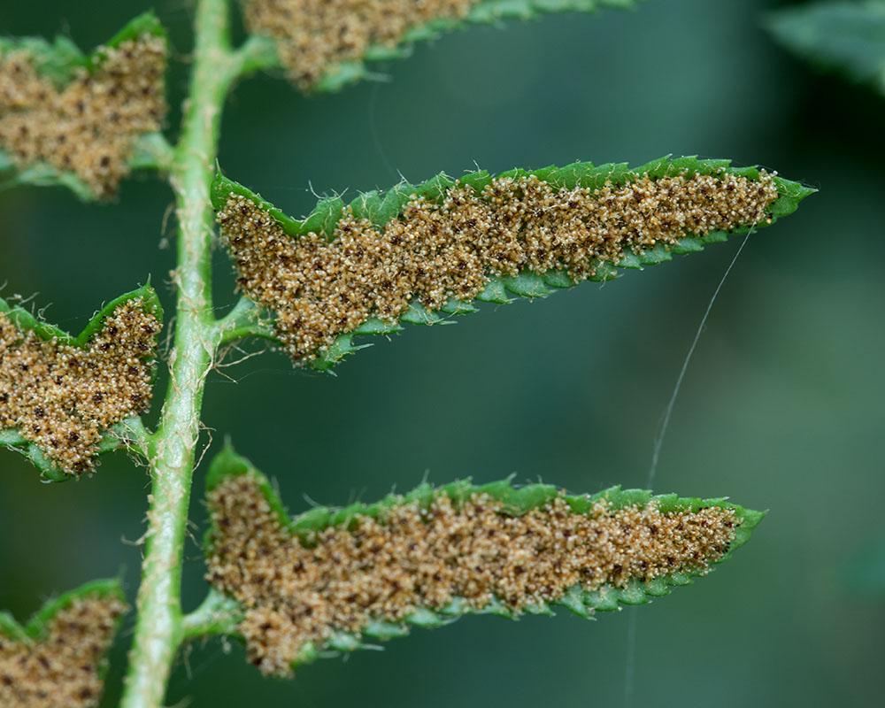 Christmas woodfern