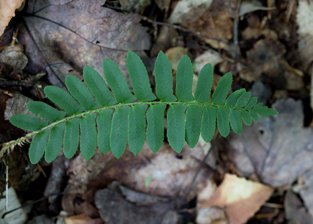 Christmas woodfern