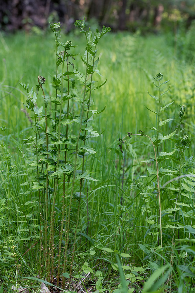 crested woodfern