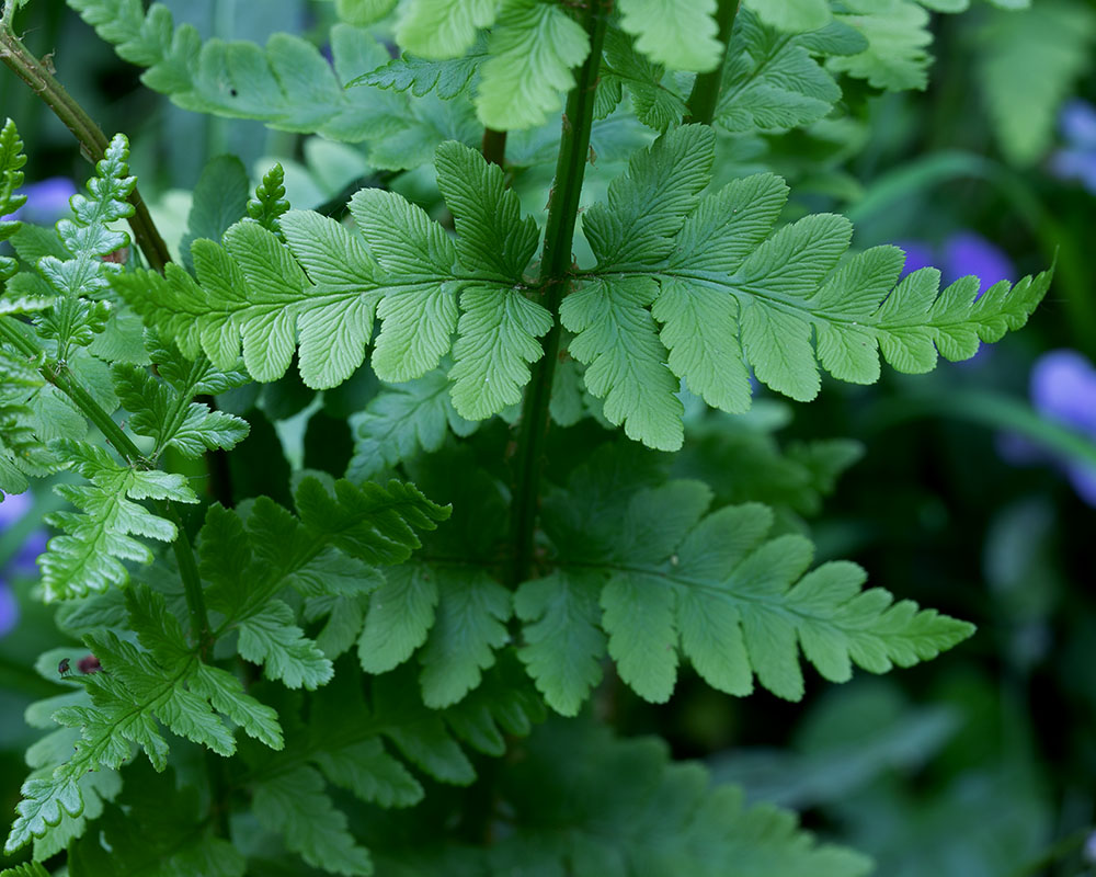 crested woodfern