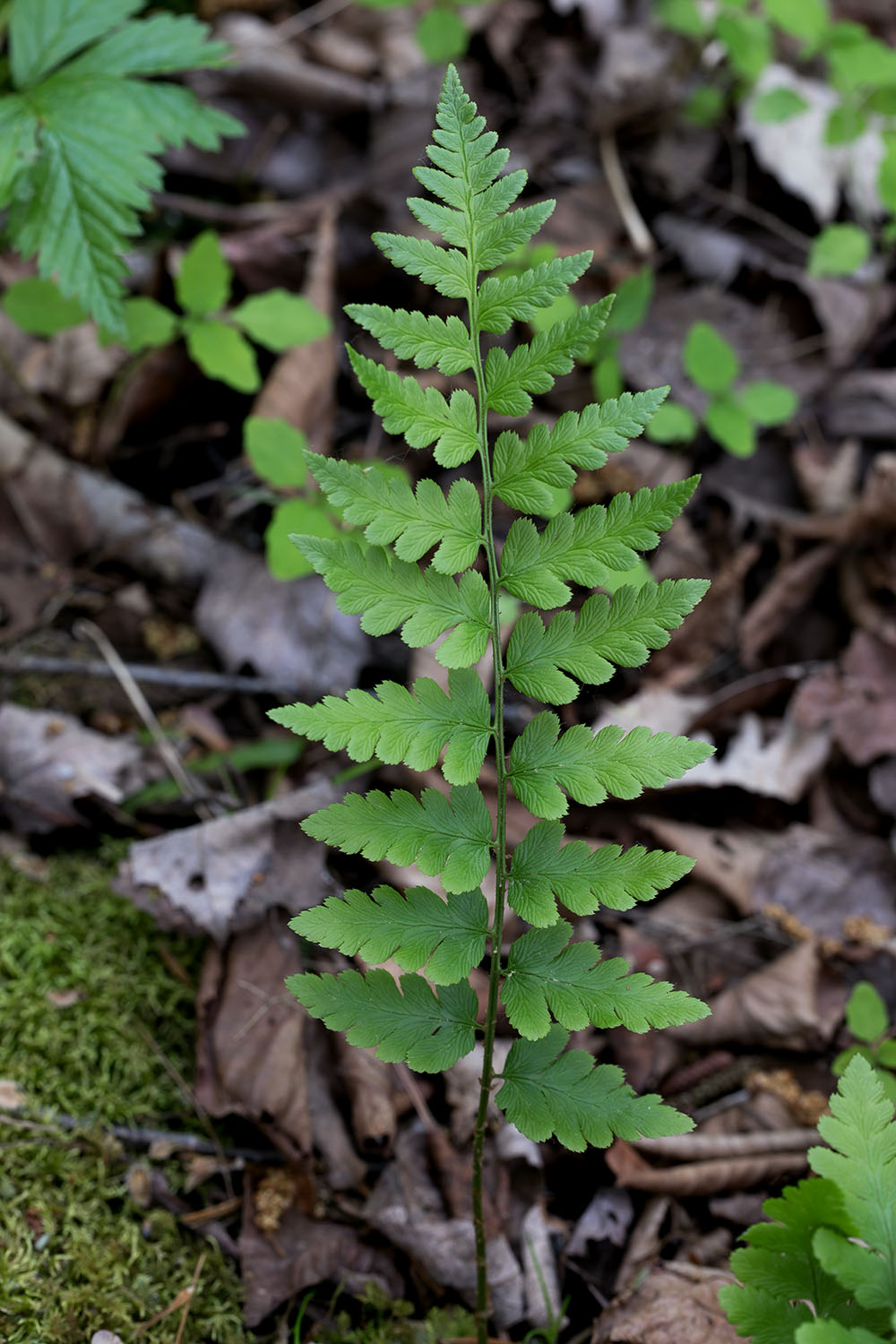 crested woodfern