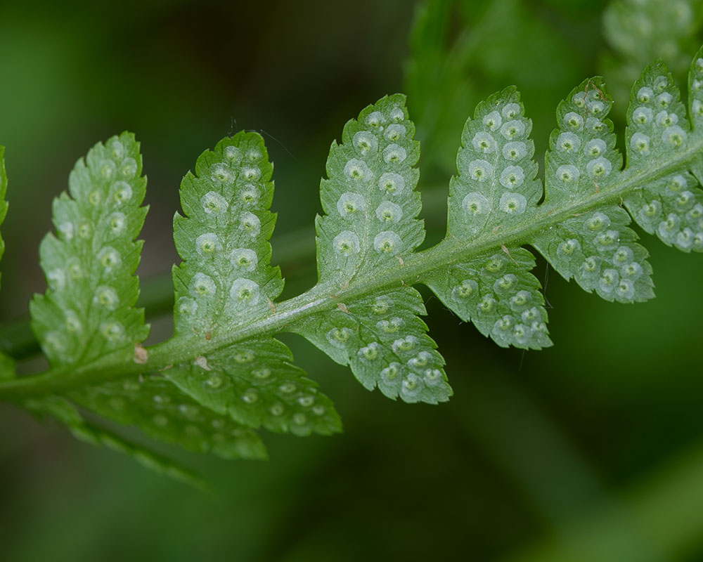crested woodfern