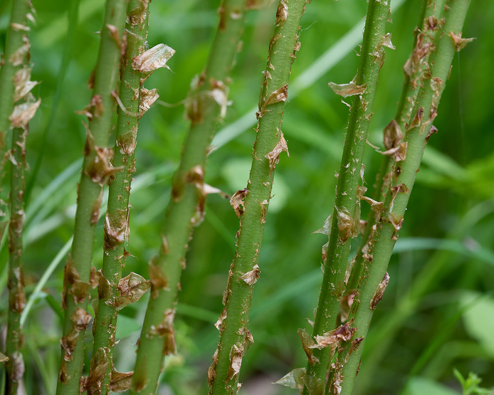 Crested woodfern