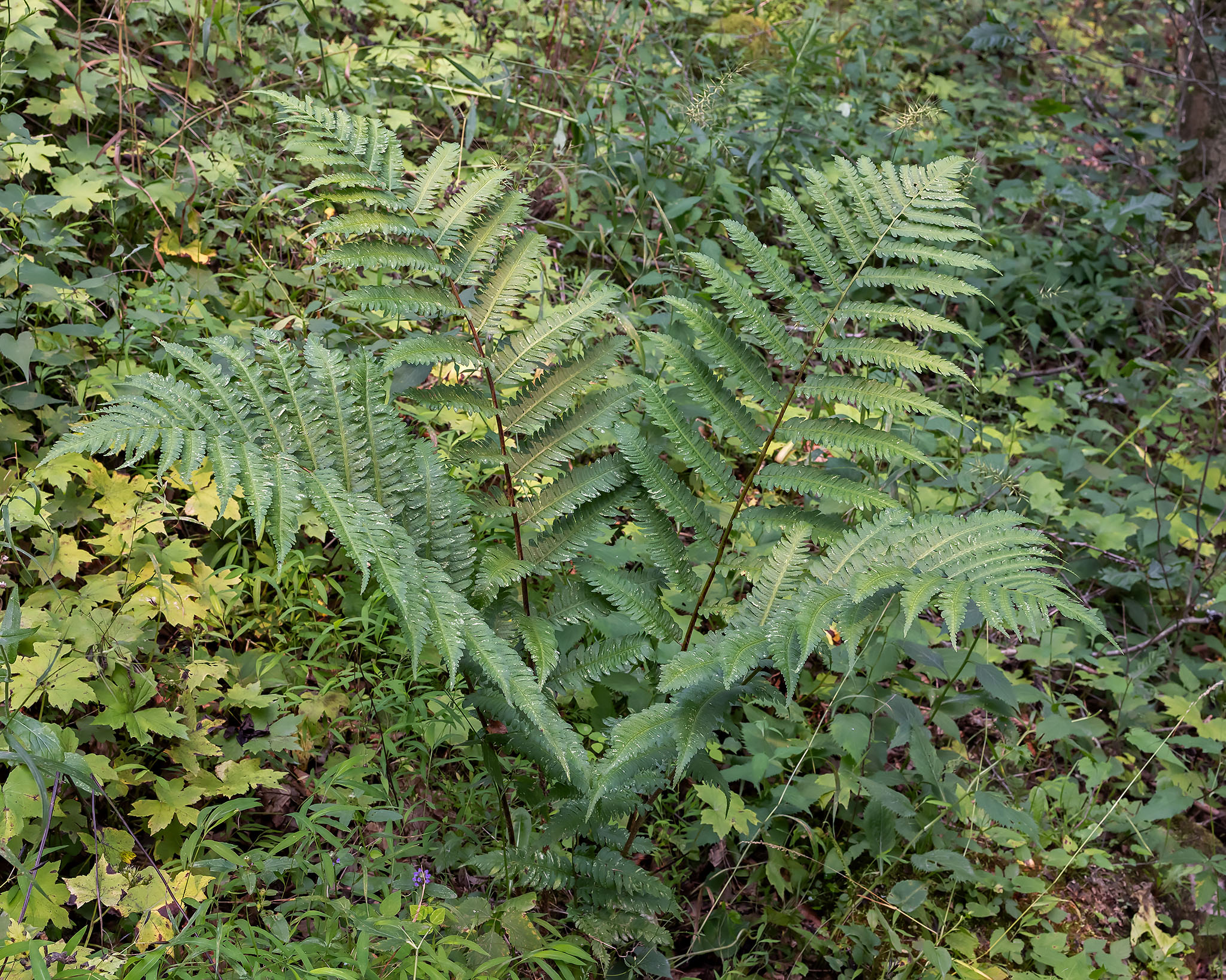 Goldie's woodfern