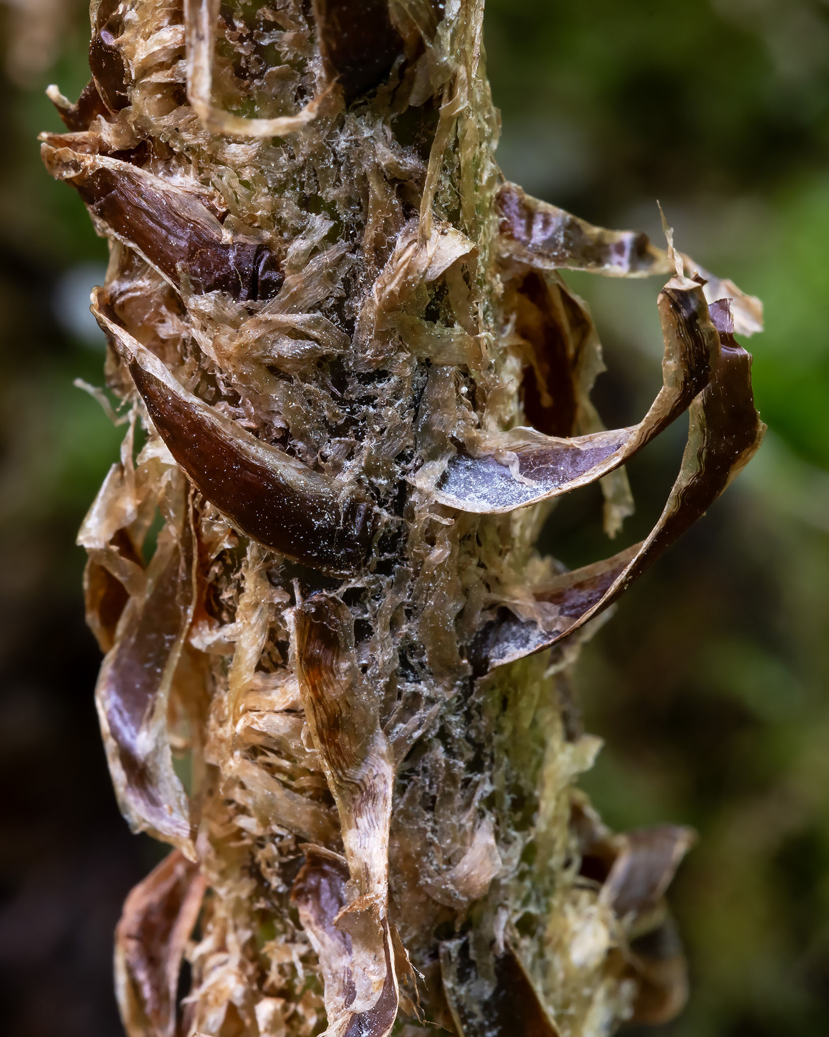 Goldie's woodfern