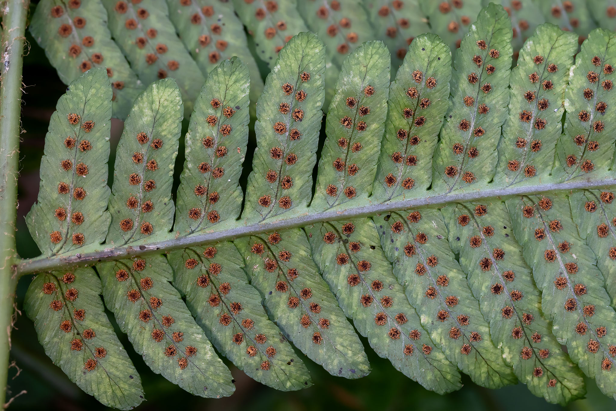 Goldie's woodfern