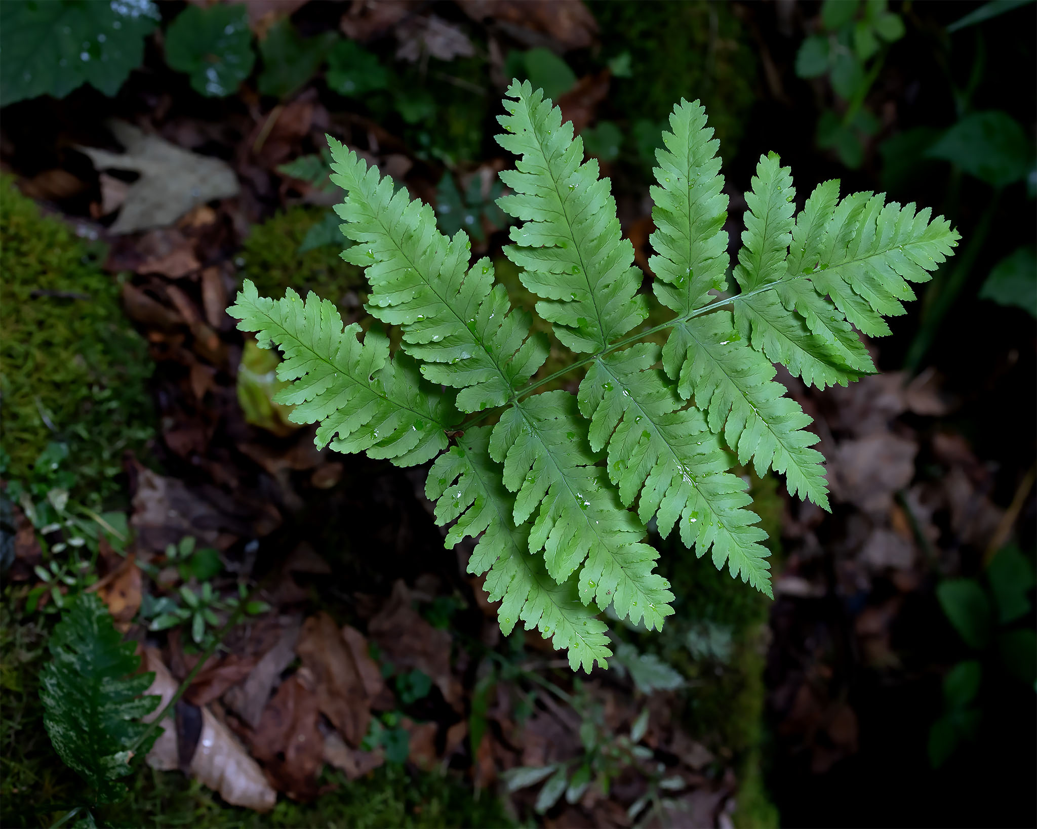 Goldie's woodfern