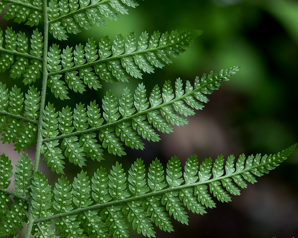 Intermediate woodfern