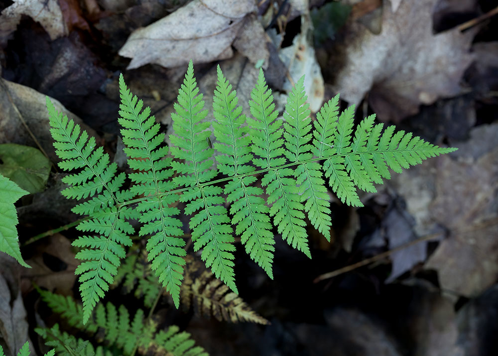 Intermediate woodfern