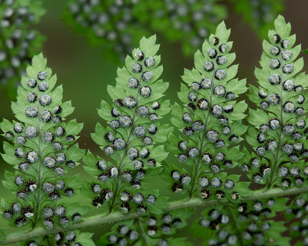 Intermediate woodfern