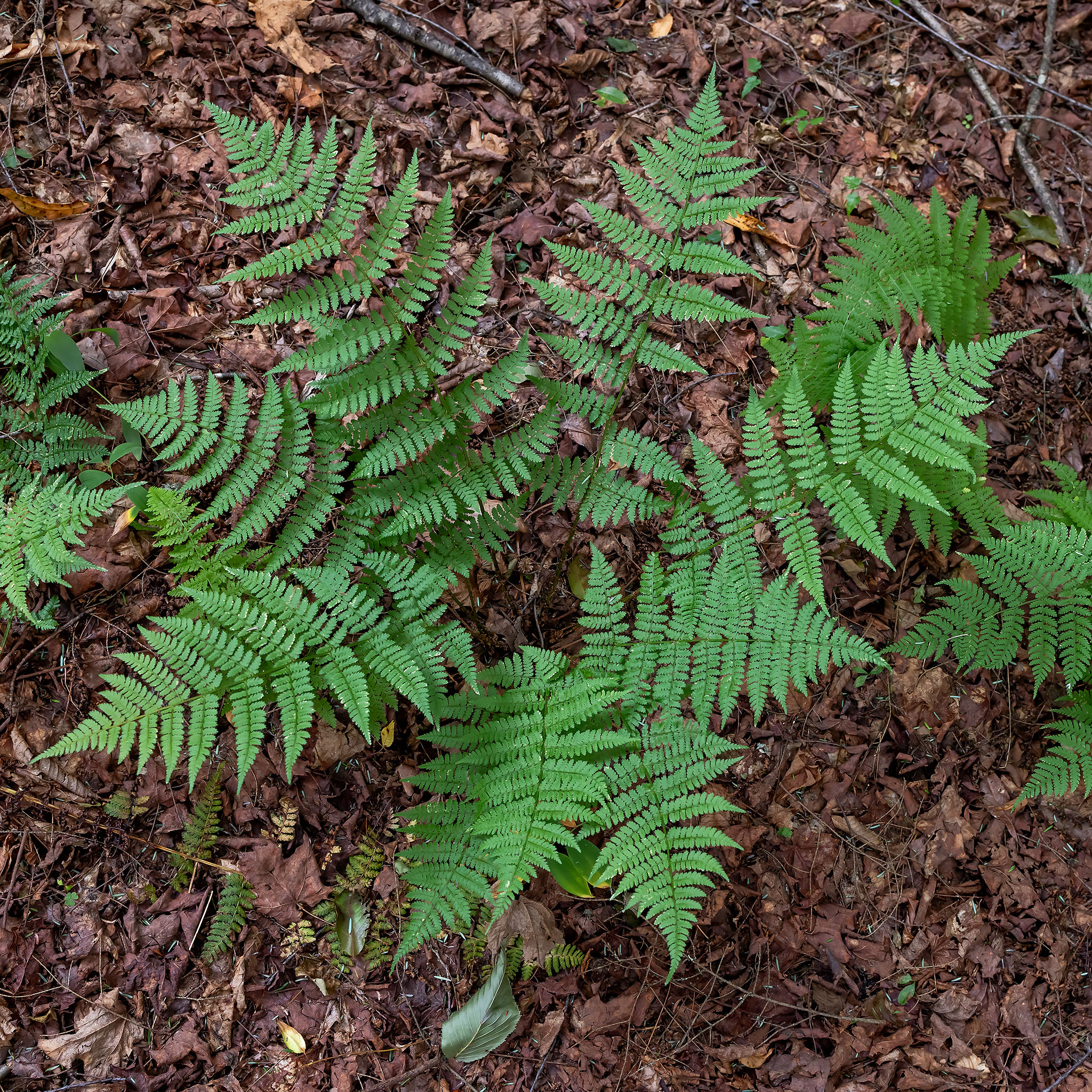 Intermediate woodfern