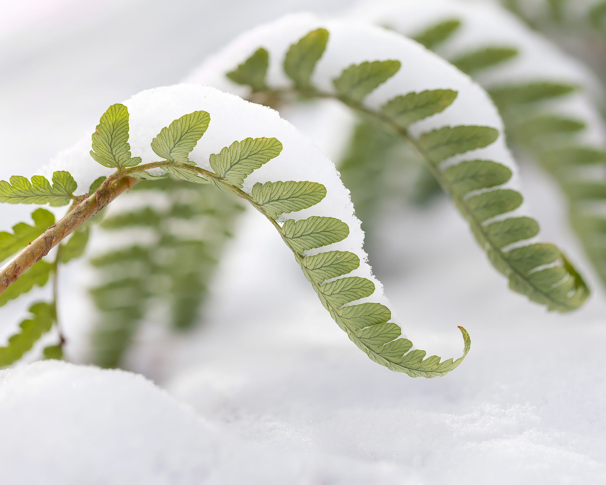 Marginal woodfern