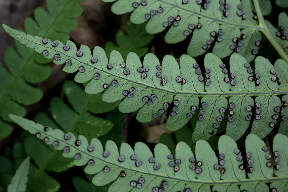 Marginal woodfern
