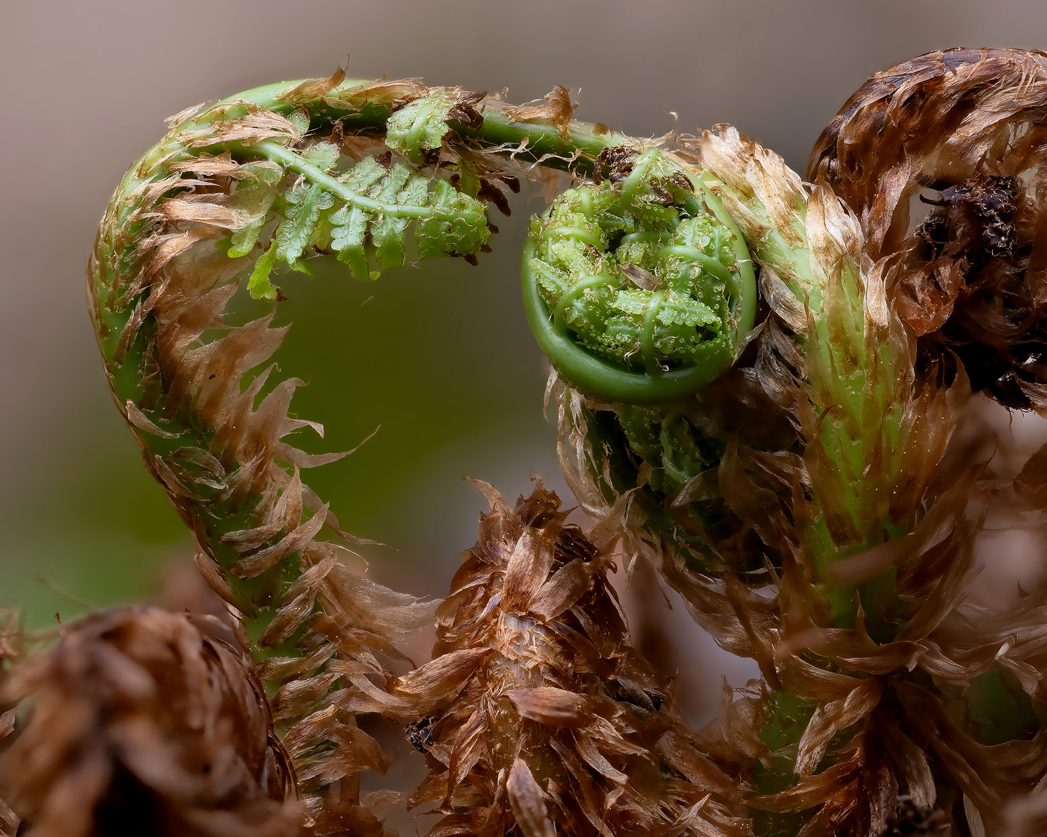 Marginal woodfern