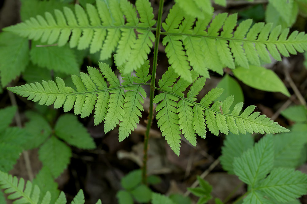 Spinulose woodfern