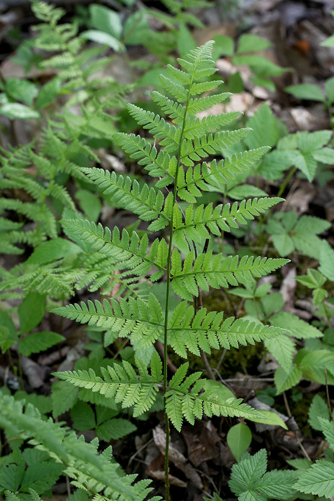 spinulose woodfern