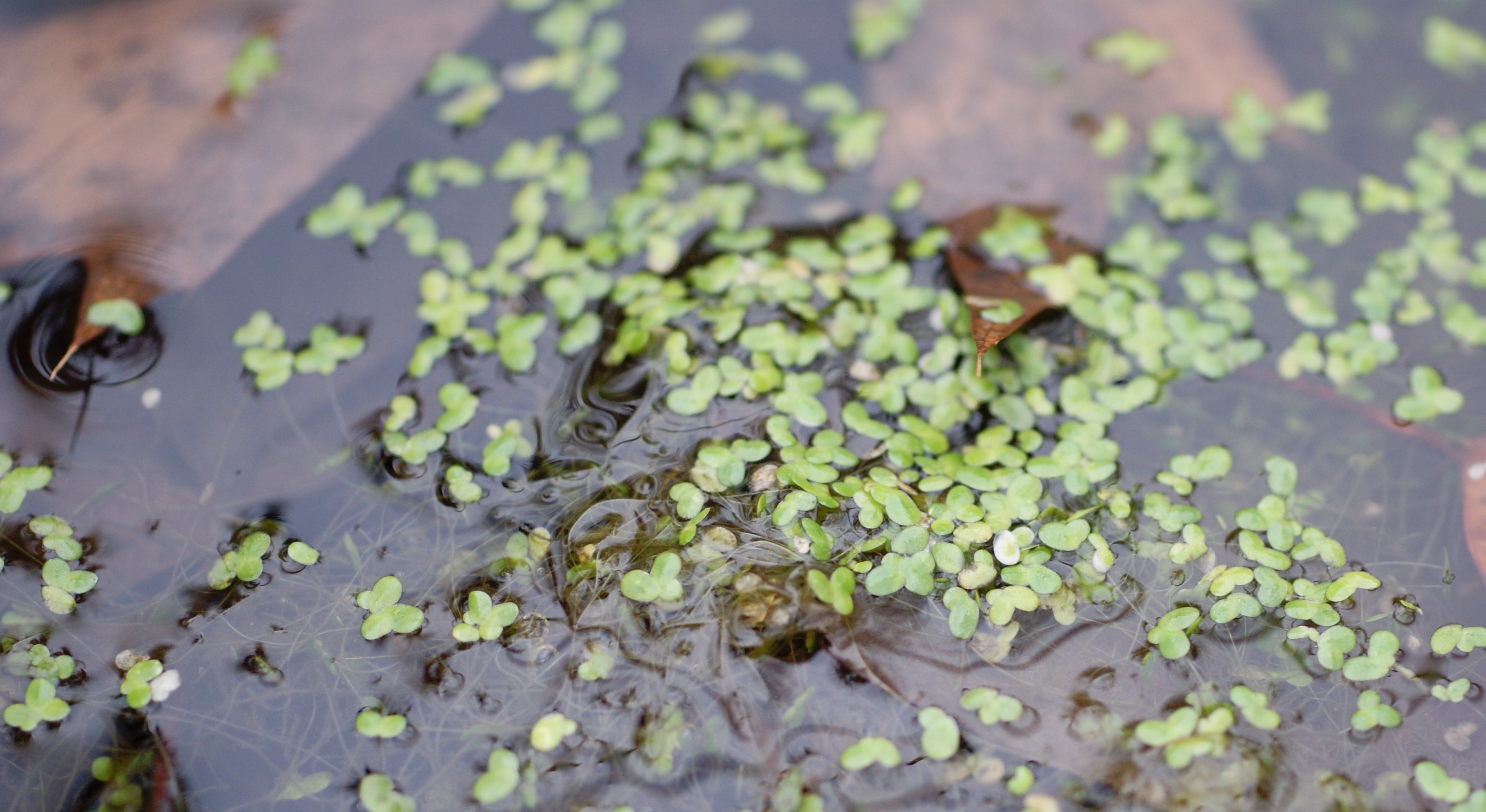 Aquatic plants of Pennsylvania Flora of Pennsylvania
