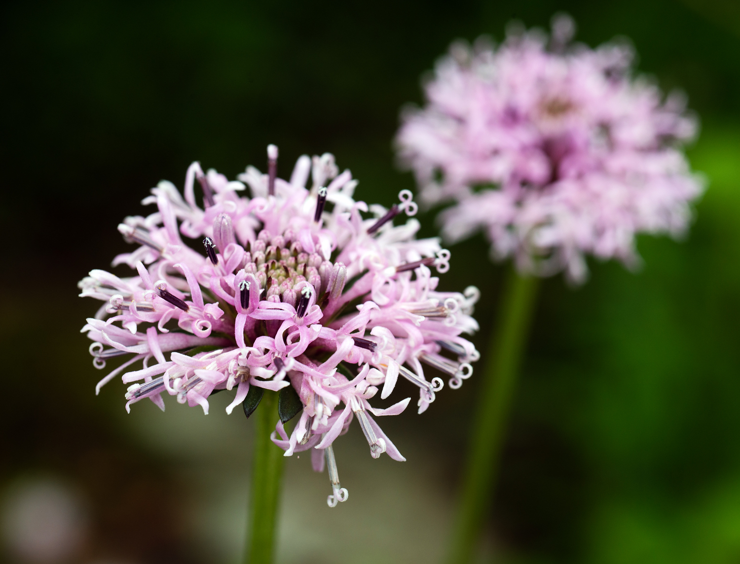 Rock Plants Of Pennsylvania - Flora Of Pennsylvania