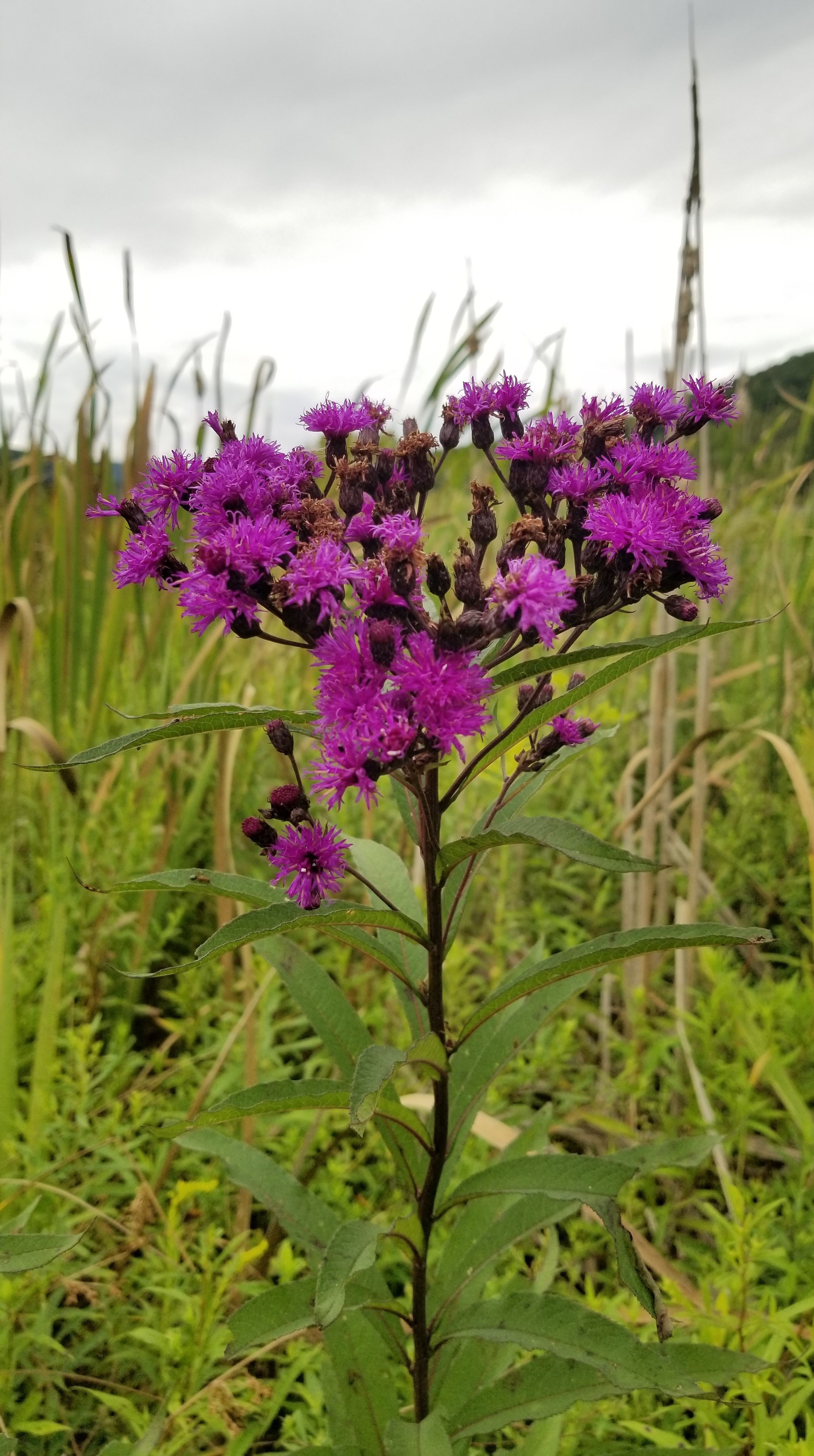 Wetland plants of Pennsylvania - Flora of Pennsylvania