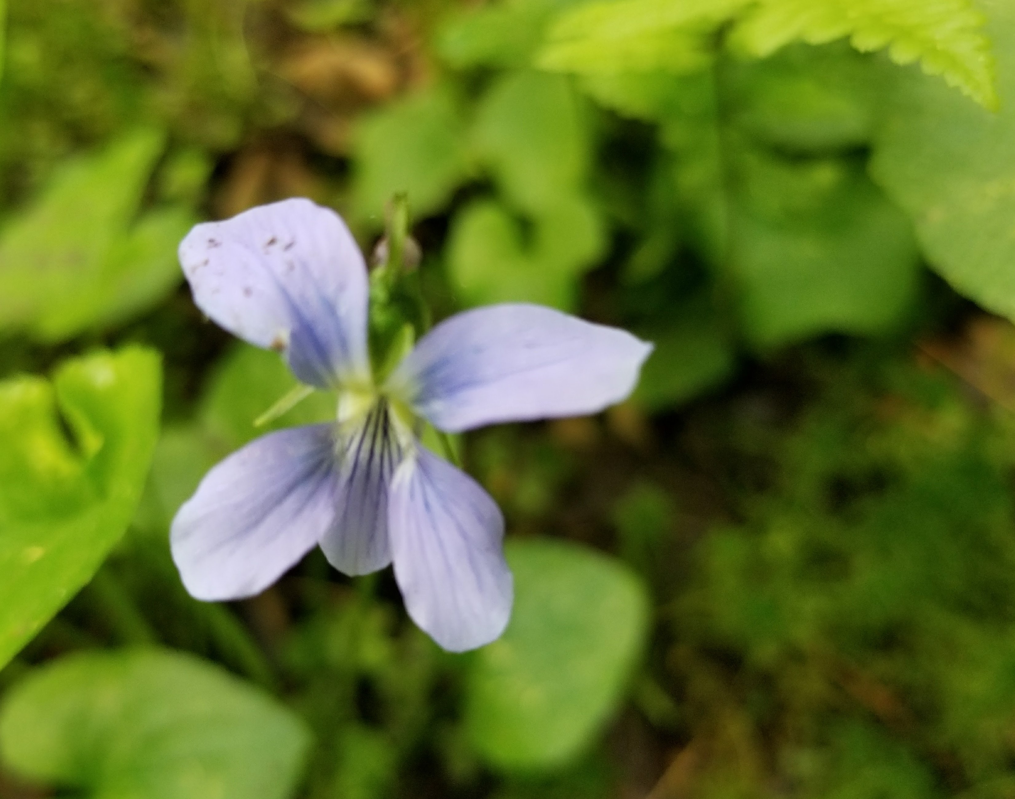 Flora Of Pennsylvania