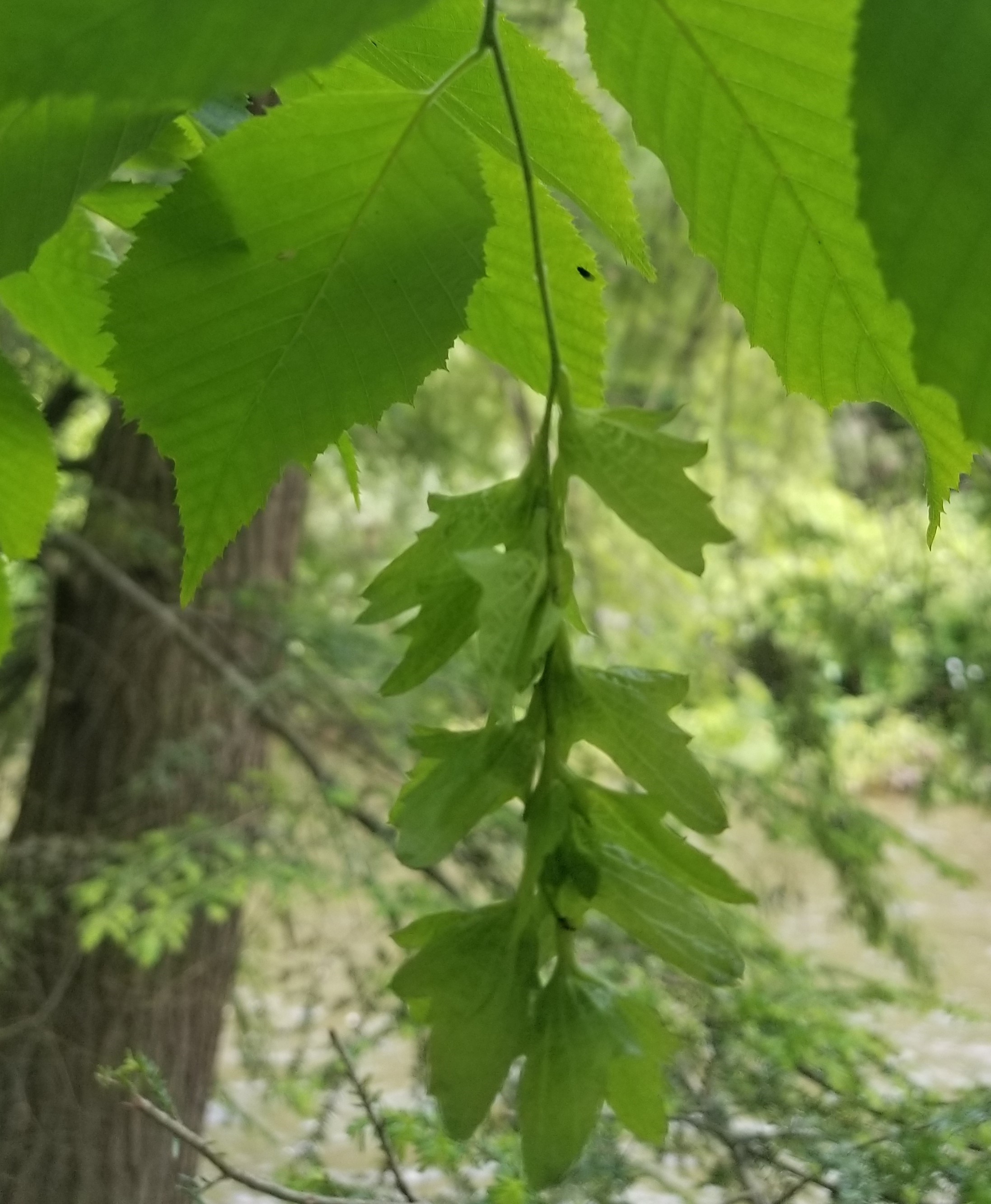 Trees and Shrubs with catkins of PA Flora of Pennsylvania